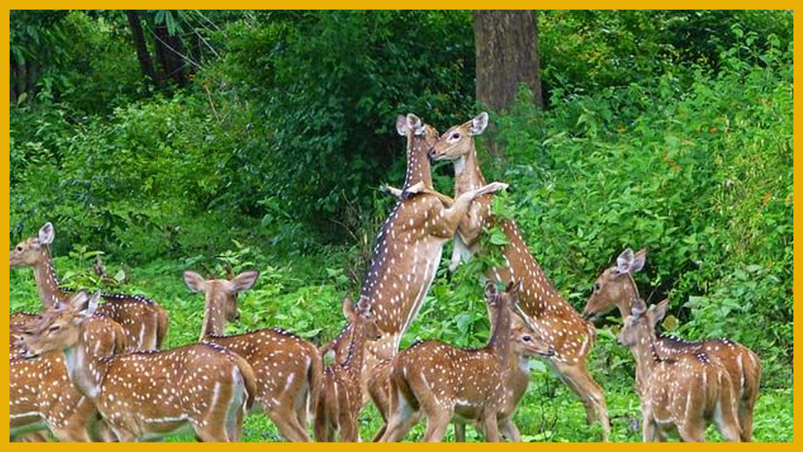 Muthanga-Wildlife-Sanctuary