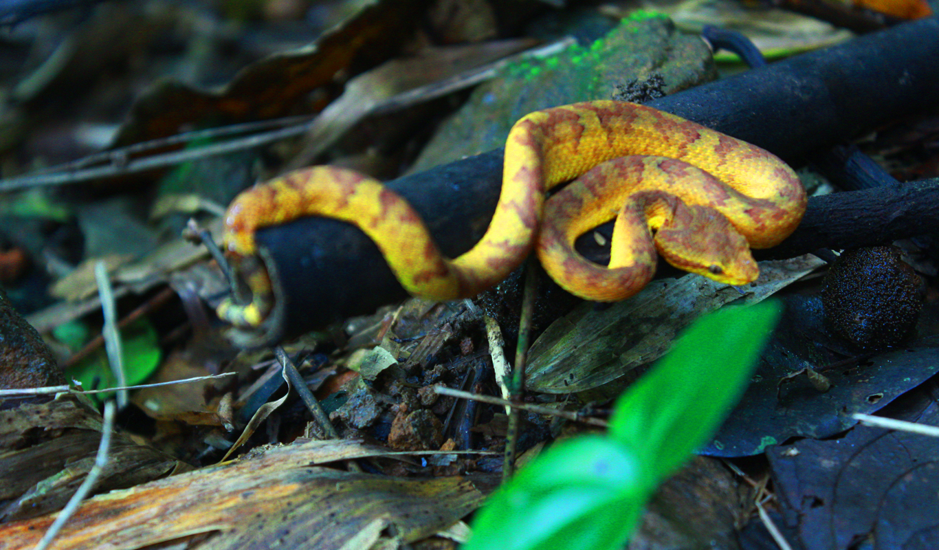 Different-species-of-Snakes